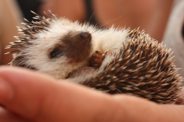 Illustration for article titled CDC Warns Against Kissing, Snuggling Pet Hedgehogs Amid Salmonella Outbreak